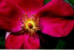 Hybenrose