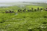 Algae - a problem for the Olympics in China, but perhaps the best bio-fuel. 