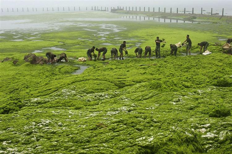 Algae - a problem for the Olympics in China, but perhaps the best bio-fuel. 