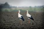 Et storkepar på våde marker findes ikke længere i Danmark. Storken kan ikke finde tilstrækkeligt med føde her i landet. Derfor er den fløjet. 