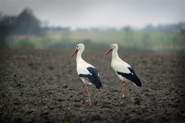 Et storkepar på våde marker findes ikke længere i Danmark. Storken kan ikke finde tilstrækkeligt med føde her i landet. Derfor er den fløjet. 