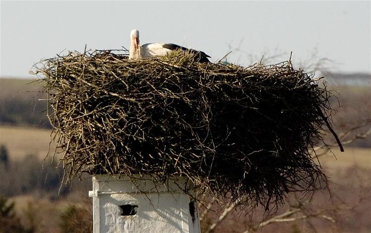 Beboerne i Vegger kalkede skorstenen hvid og fiksede reden op med bøgegrene. Alligevel er storken udeblevet. 