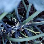 plum-salat-courgette