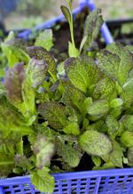 plum-salat-kinesisk-sennep