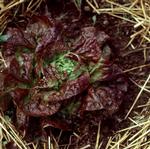 plum-salat-SALATHOVEDE