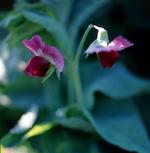 plum-salat-ærteblomst