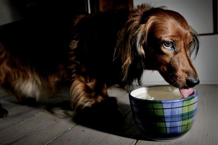 Selv om gravhundene kan se fredsommelige ud, så er det nogle iltre bæster. 