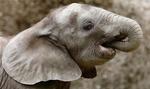 En elefant i en jysk familiepark sendte en toårig dreng flere meter op i luften. Arkivfoto. 