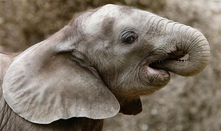 En elefant i en jysk familiepark sendte en toårig dreng flere meter op i luften. Arkivfoto. 