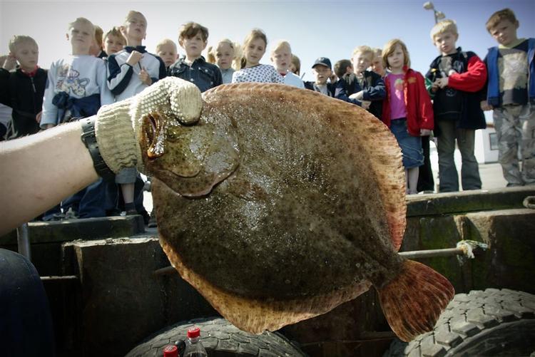 Fladfiskene med deres skæve kranium har undret forskerne. 
