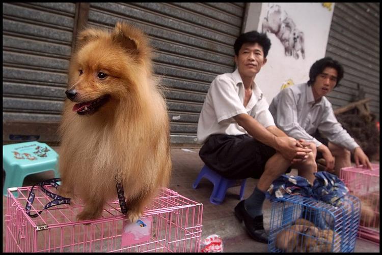 Beijings hunde bliver ikke serveret for OL-gæsterne i august. Arkivfoto fra kinesisk dyrehandel. 