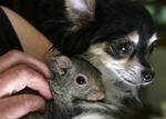 En Chihuahua-hund, som den til højre, forsinkede et tog 20 minutter. 