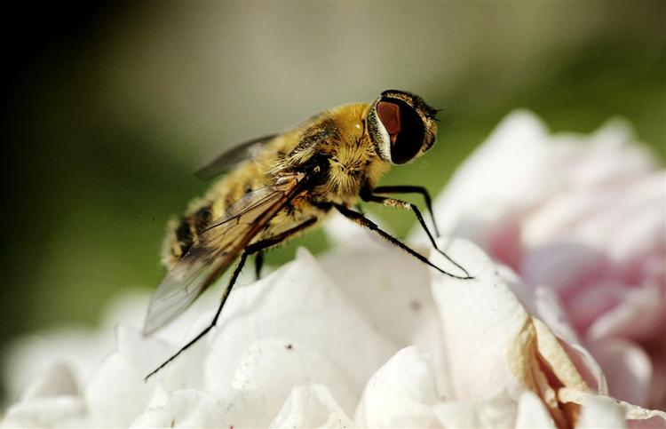 Svirrefluen kaldes også blomsterflue, og her ses et eksemplar af det ufarlige insekt. Arkivfoto. 