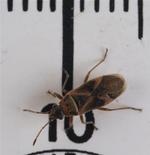 BRITAIN MYSTERY INSECT