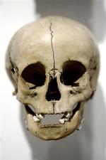 Et menneskekranium, som vi kender det. Ny forskning tyder på, at det ikke har spor af neandertaleren. Arkivfoto. 