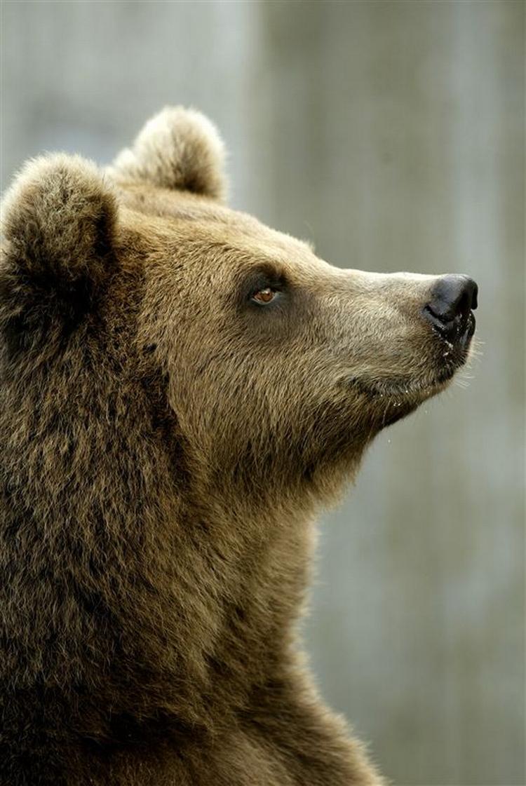 30 bjørne holder en gruppe geologer fanget på Kamtjatka-halvøen. Denne bjørn er fotograferet i Zoo. 