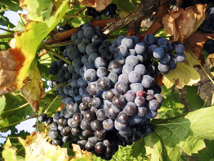 Et firma vil trække det sunde ud af rødvin og bruge det  til kosttilskudd. Men det er tvivlsomt, om det kommer til at virke, mener sundhedscoach Chris MacDonald. 