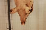 Udenlandsk salmonellakød strømmer over de danske grænser, men EU-regler gør det umuligt at forbyde importen, siger eksperter. 