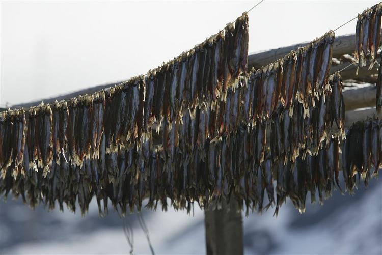 Som i de gamle dage. I Thisted og Morsø kommuner bliver der set tilbage i tiden til den gang, hvor området levede af fiskeri. 