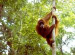 Moren til den døde orangutang Leila sulter sig af sorg. Her er et fritlevende eksemplar af slagsen. 