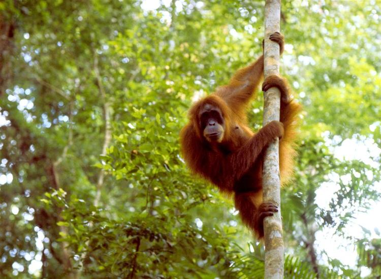 Moren til den døde orangutang Leila sulter sig af sorg. Her er et fritlevende eksemplar af slagsen. 