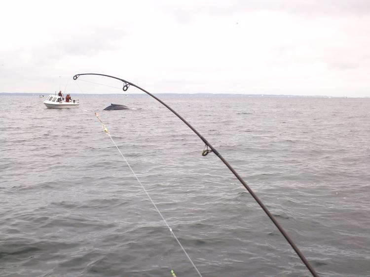 En fisketur ved Hven blev pludselig til en hvalsafari, da en pukkelhval kiggede forbi, og gjorde det hel meget sjovere for Benny Mørch og hans besætning. (Foto Benny Mørch) 
