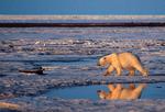 Polar Bears