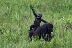 Et amerikansk forskerhold har netop præsenteret en hidtil uset bestand af Den vestlige lavlandsgorilla. 
