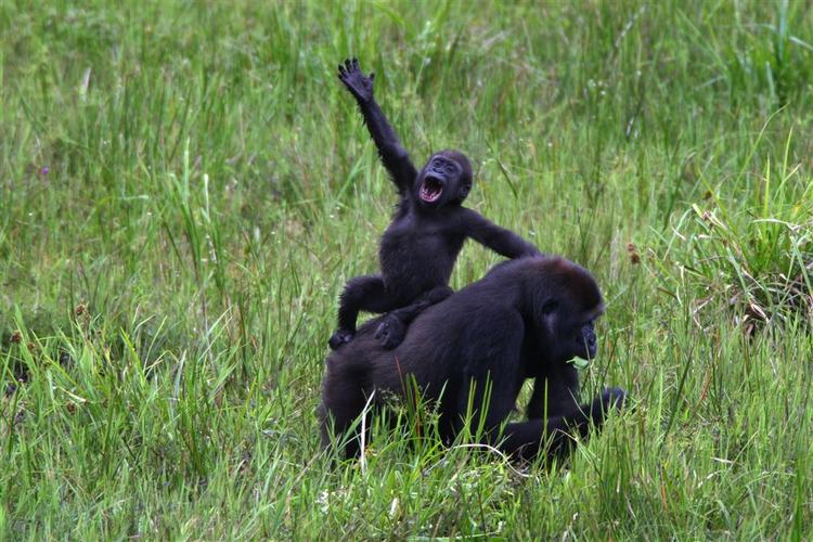 Et amerikansk forskerhold har netop præsenteret en hidtil uset bestand af Den vestlige lavlandsgorilla. 