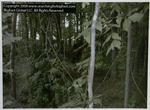 Her er han! Eller er han? Dette billede dokumenterer angiveligt et eksemplar af racen bigfoot. 