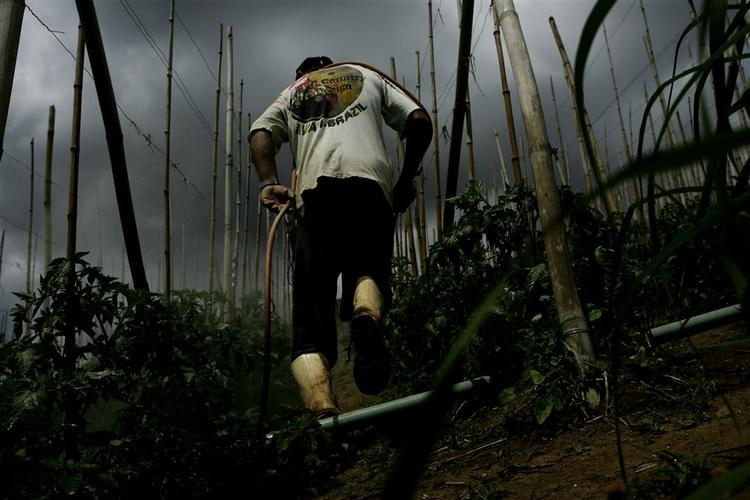Mange af de brasilianske landarbejdere sprøjter marker uden at bruge beskyttelsesudstyr, og 300.000 af dem bliver syge af det hvert år. 
