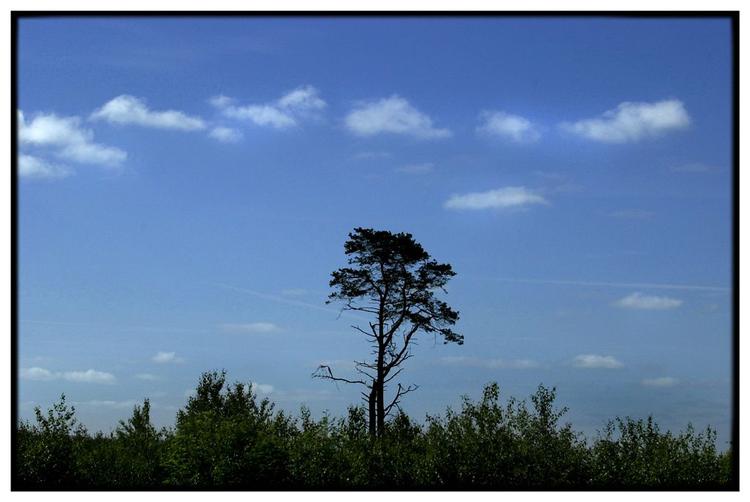 Tofte Skov ved Øster Hurup i Nordjylland. Arkivfoto. 