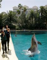En trænet delfin i et delfinarium i Las Vegas går på halen på trænerens vink Arkivfoto. 