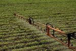 Landbruget har ikke formået at nedsætte brugen af pesticider. Nu blander politikerene sig og vil indføre tvang. Arkivfoto. 