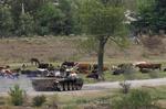 A cargo of T-72 tanks and other military equipment has been hijacked by pirates off Somalia. (Archive photo from Georgia). 