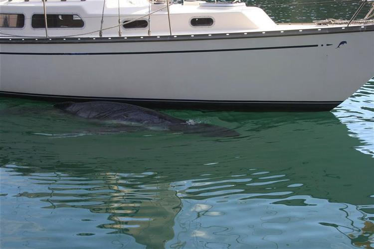 Her ses den pukkelhvalunge, der blev fundet ved Australiens østkyst i weekenden. Den forsøgte forgæves at blive ammet af denne yacht. Arkivfoto. 
