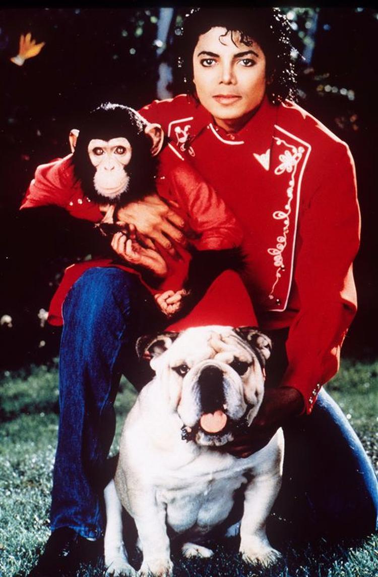 Michael Jackson med chimpansen Bubbles samt en bulldog. 