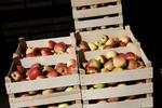 Friskplukkede, danske æbler fra Kildebrønde Frugtplantage. Skal æblerne gemmes, skal de de være af den rigtige sort og samtidig opbevares i kølige og godt udluftede rum. 