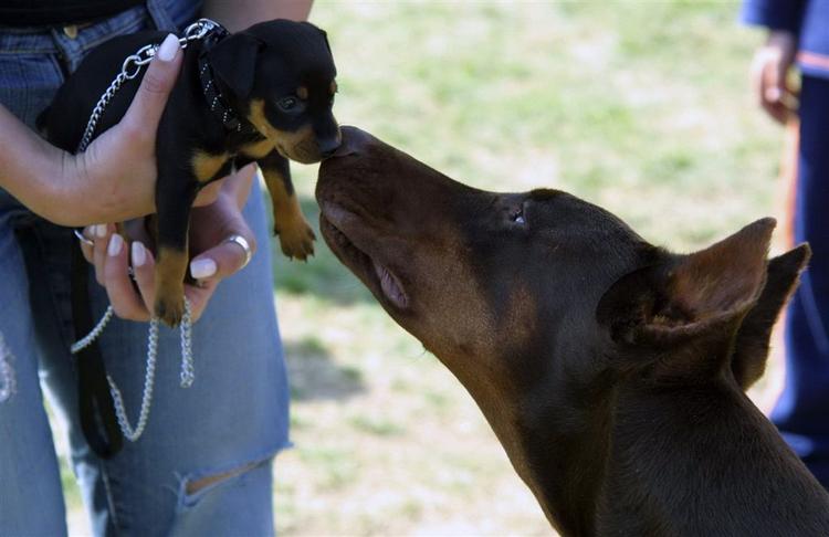 Små hunde er populære. Det er især dem, som udenlandske hundesælgere lokker danskere til at købe. Men hunden dukker aldrig op i Danmark, og pengene er gået tabt. (Arkivfoto) 