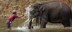 Den fire år gamle elefant, som blev afhængig af heroin, er en indisk elefant, som her ses på billedet. 