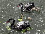 black swan2