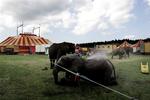 Cirkus Arenas elefanter har endnu ikke fået lov til en tur i krat og lyng. Men måske kommer det efter det vellykkede forsøg med Cikus Benneweis' elefanter. Arkivfoto. 