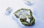 Waters, wareserfrosch, Rana esculenta