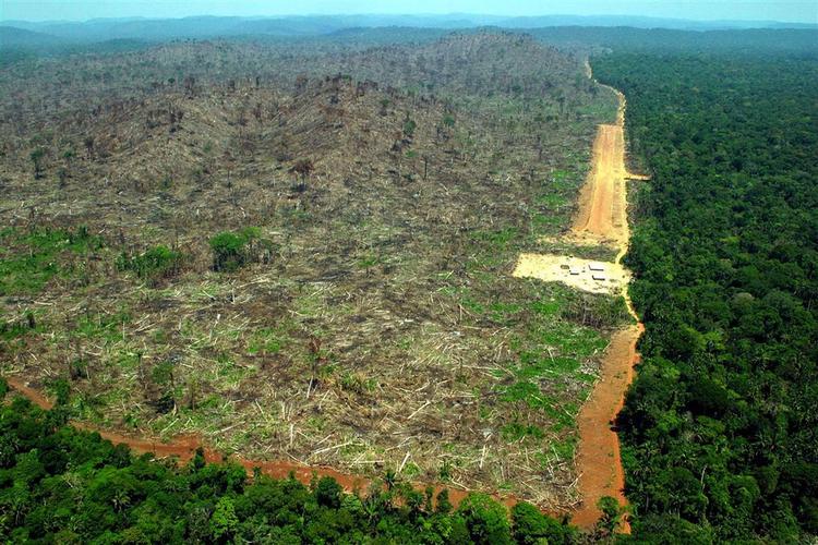Siden 2000 er der blevet fældet 160.000 kvadratkilometer af Amazonas regnskov. Arkivfoto. 