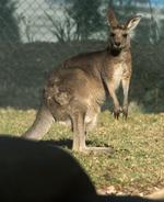 Kænguruer er godt for miljøet, mener australsk regeringsrådgiver. 