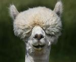 En alpaca fra en gård i Oregon.  Arkivfoto. 