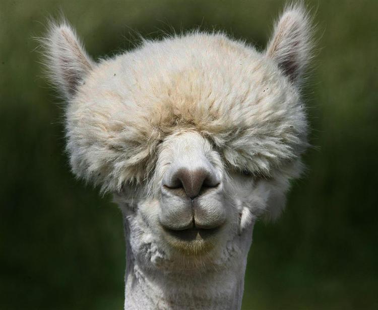 En alpaca fra en gård i Oregon.  Arkivfoto. 