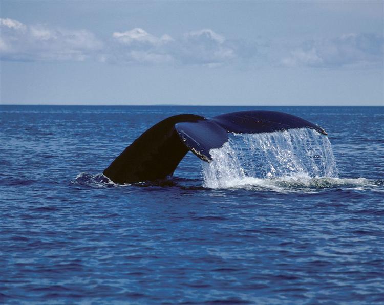 Havets dyr får i fremtiden sværere ved at kommunikere, fordi forurening af kuldioxid får havet til at larme. (Arkivfoto) 