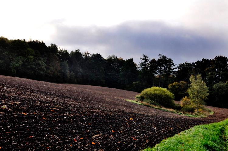 Knap otte procent af Danmarks areal skulle være beskyttet af EU’s strenge miljøregler. Alligevel kan man oppløje braknatur, som det er gjort her ved Hvalsø. Foto: Jan Grarup 