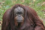 Orangutangen Anna er 36 år. 